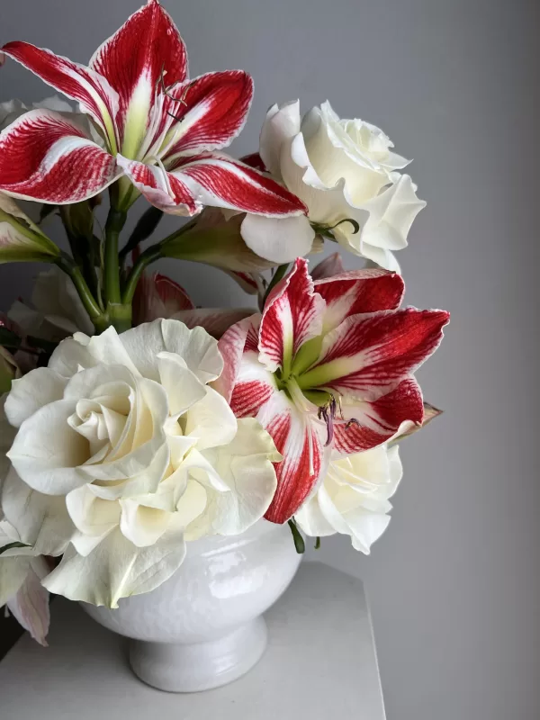 Amorilis - Image 3