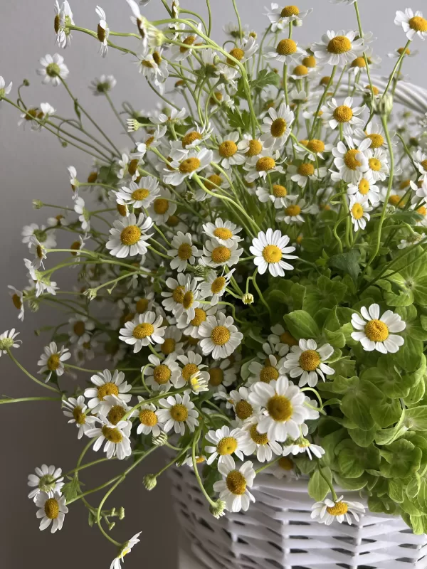 Basket of Chamomile Daisy - Image 3