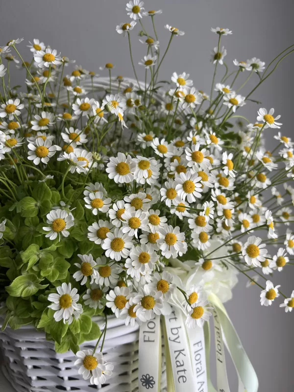 Basket of Chamomile Daisy - Image 2