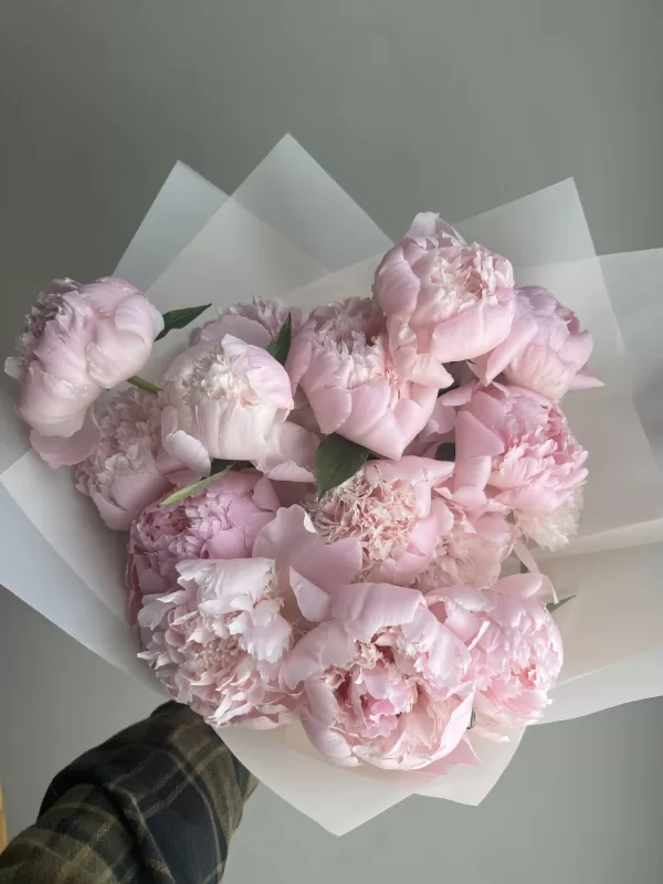 Peonies Pink