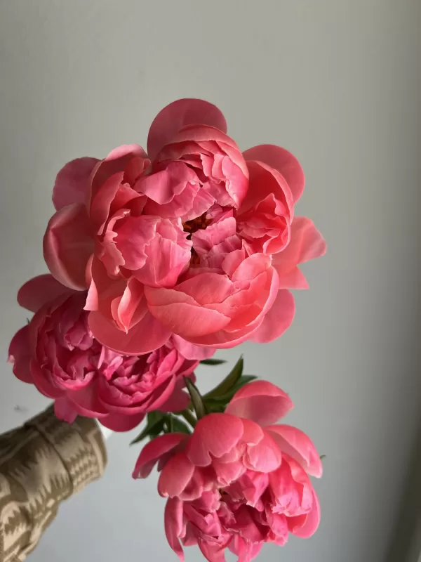 Peony Coral Charm - Image 4