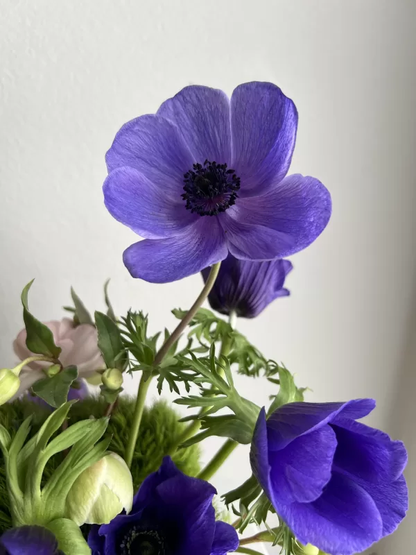 Anemone - Image 2