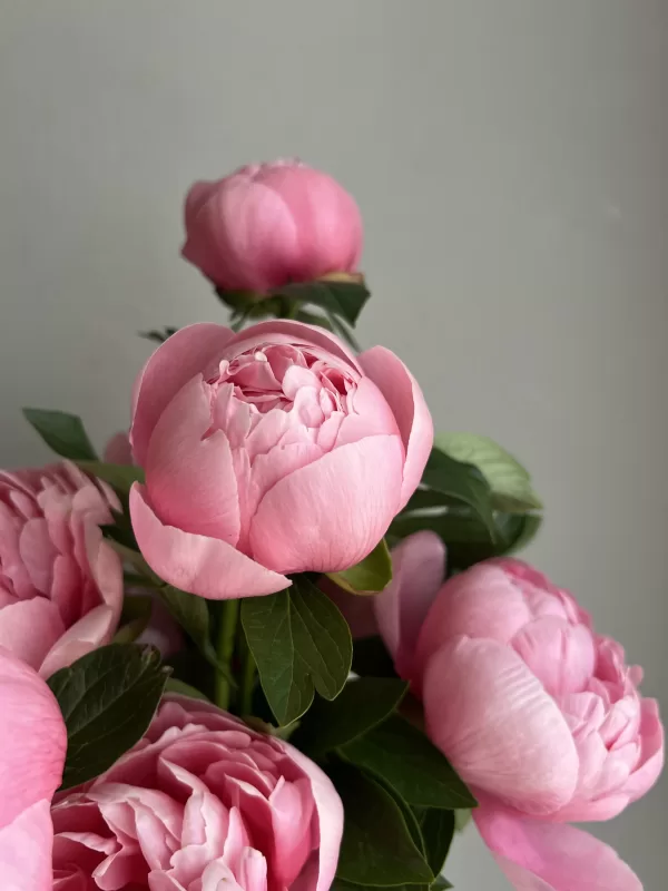 Peony Arrangement - Image 3